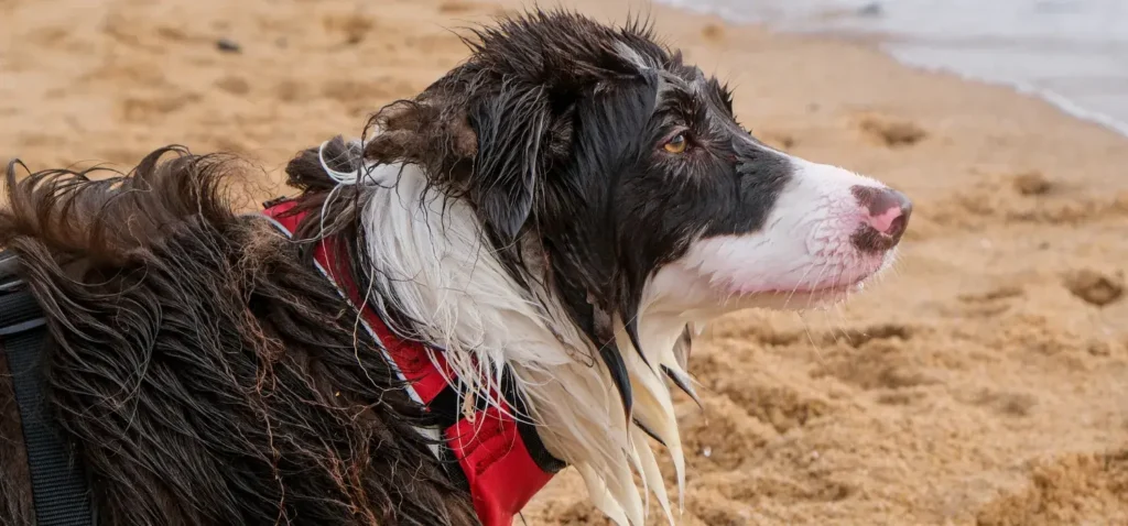 Plages pour chiens à Cambrils